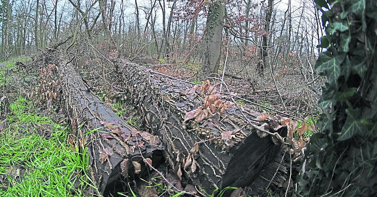 Waldschützer protestieren gegen Rodung im Griesheimer Forst