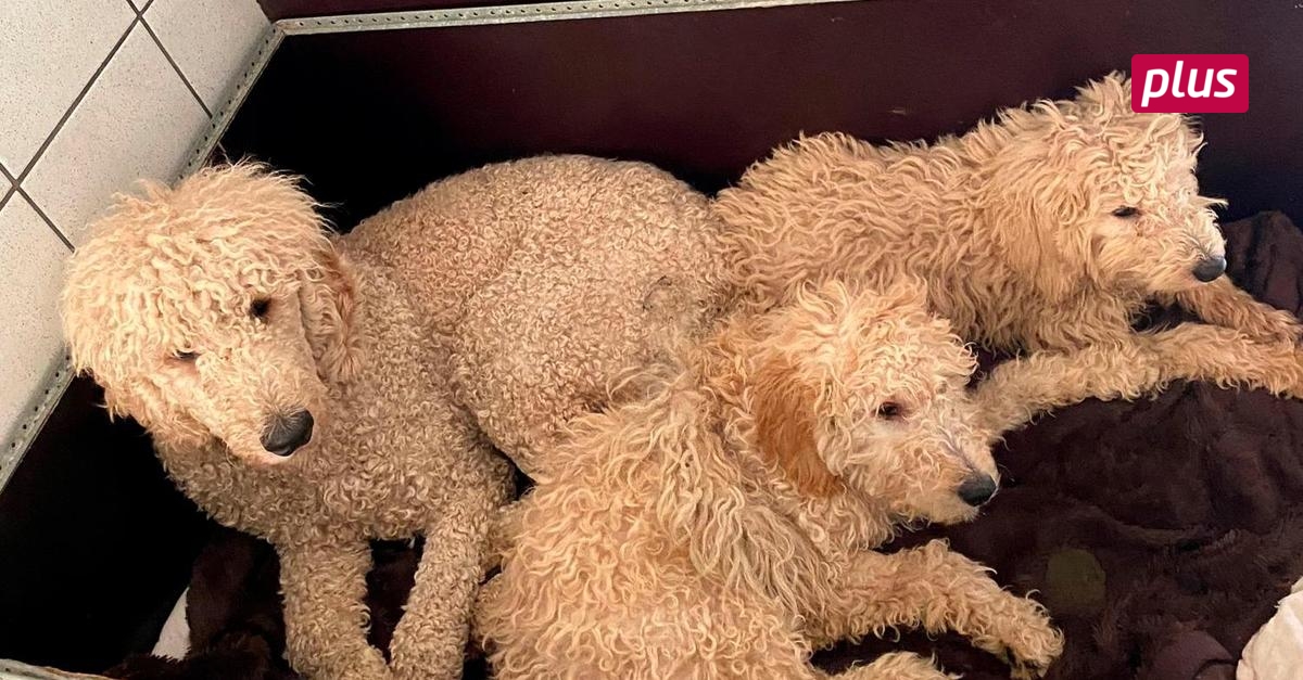 Überladener Tiertransport Vier Pudel im Tierheim Darmstadt