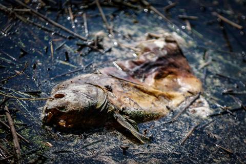 Mitte August fiel es auf: Das Fischsterben am Reinheimer Teich. Während die Fische aber schnell auf den Grund des Sees sanken, soll nun ein Entenkadaver über die Todesursache aufklären.