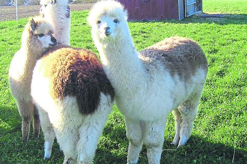 Über „Bauernhof als Klassenzimmer“ ist das Lernen mit Lamas und Alpakas in Lingelbach nun förderfähig. Foto: Philipp-Odermatt
