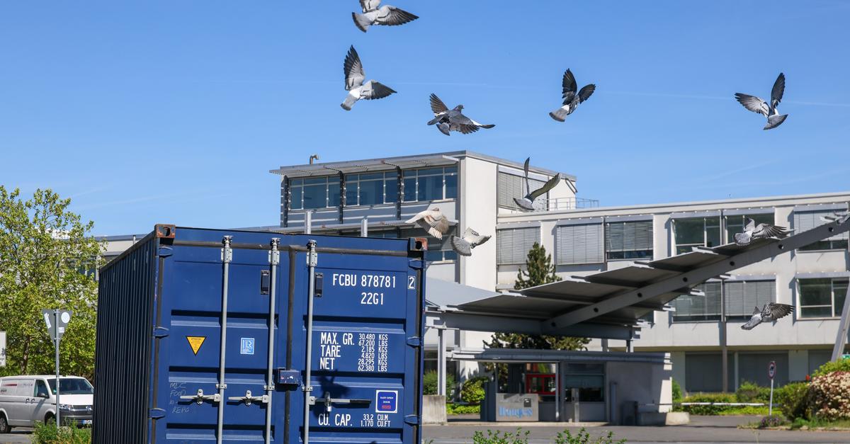 Stadttauben in Darmstadt erhalten einen neuen Container