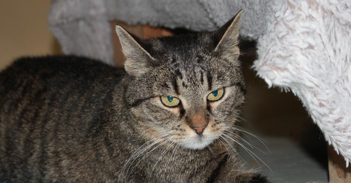 Darmstadt Animal Shelter: Fluffy Cats Available for Adoption, Mostly Tabby