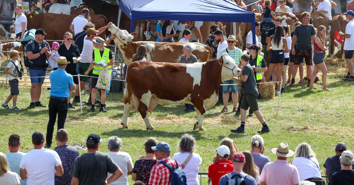 Beerfelder Pferdemarkt: Siegerliste der Tierzuchtschau