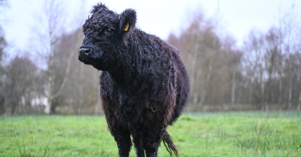 Unbekannte schlachten Galloway-Rind auf offener Weide in Biblis