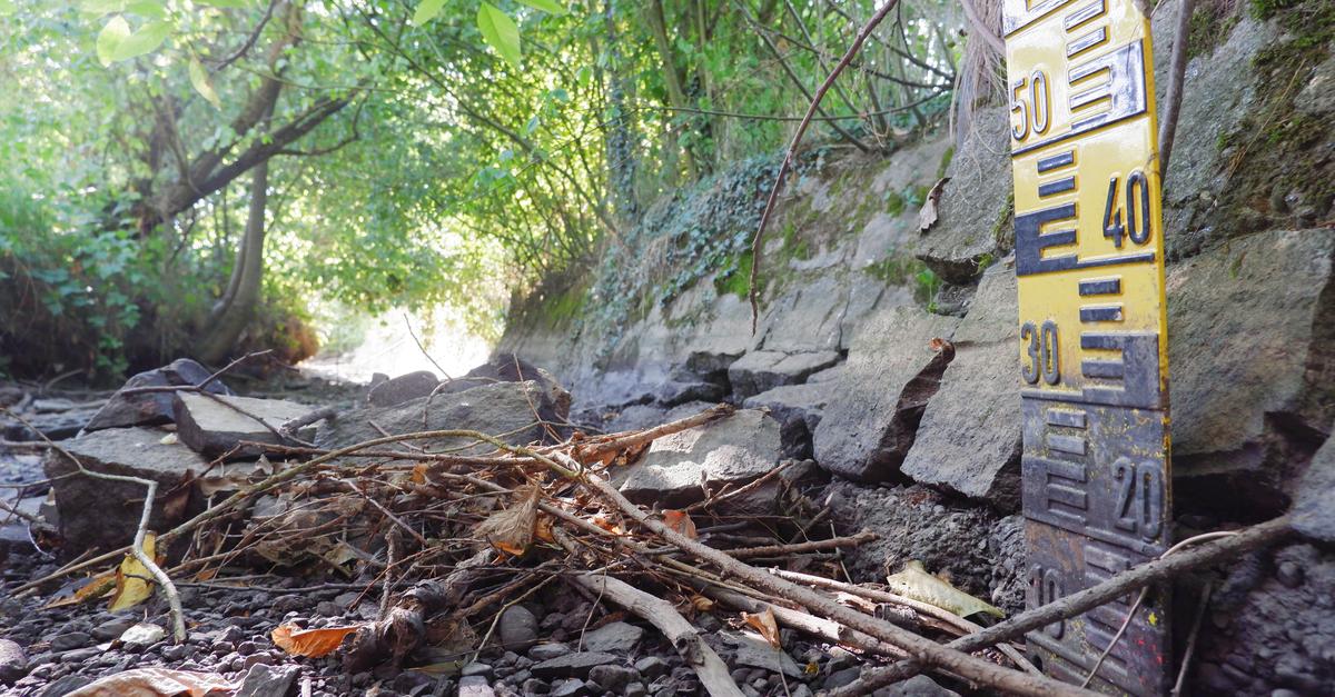 Tierrettung in Flörsheim: So wurden 200 Fische aus dem Wickerbach gerettet