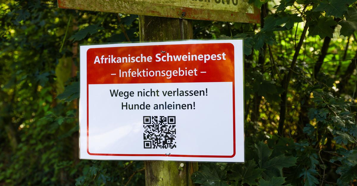 Das kostet Darmstadt die Schweinepest