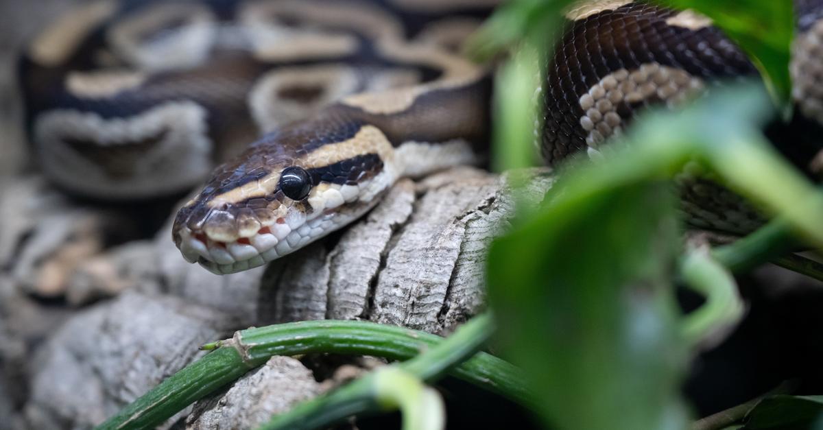 Lokale Tierhaltung im Fokus: Geschützte Arten in Darmstadt-Dieburgs ...