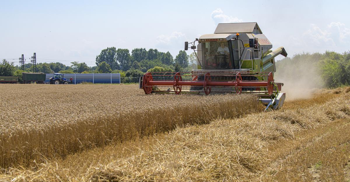 Grain harvest in the Groß-Gerau district: Despite high yields ...