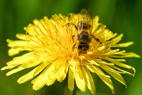 Durch das Bestäuben von Pflanzen leisten Bienen einen wichtigen Beitrag in unserem Ökosystem. Die Insekten sind allerdings gefährdet. Symbolfoto: dpa