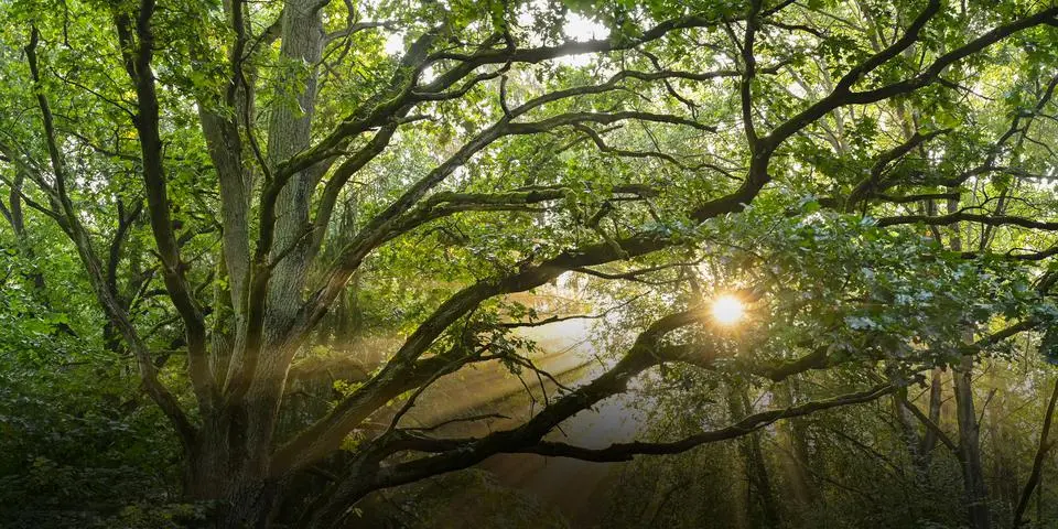 Vorschaubild des Artikels: Über die Bedeutung von Wasser und Wald