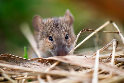 Nur wenige Meter von unserer Terrassentür entfernt leben einige Mäuse. In ihrem eigenen Interesse sollten sie dort bleiben.