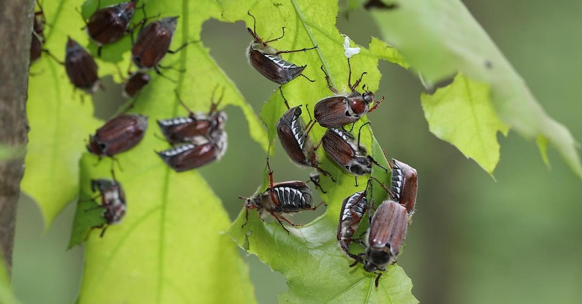 Millions of cockchafers are waiting in southern Hesse for the start of the ...