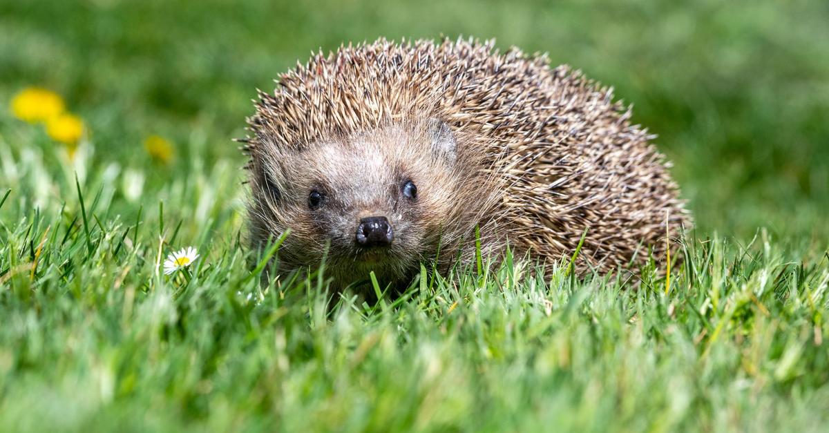 Igel in Gefahr: Kritik am Mähroboter-Beschluss