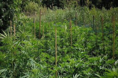 Im Pfungstädter Moor wurde diese Hanfplantage entdeckt. Foto: Polizei 