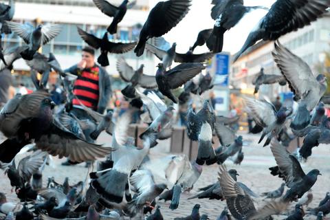 Die Stadttaube ist ein Klischee- und Zerrbild der Vogelgattung. Eines, das uns den Spiegel vorhält. Foto: Archiv/Echo 