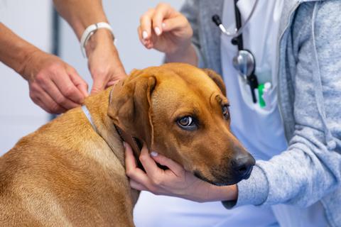 Werden Behandlungen für Haustiere durch die neue Gebührenordnung unbezahlbar? In Alzey können die Tierärzte beschwichtigen.