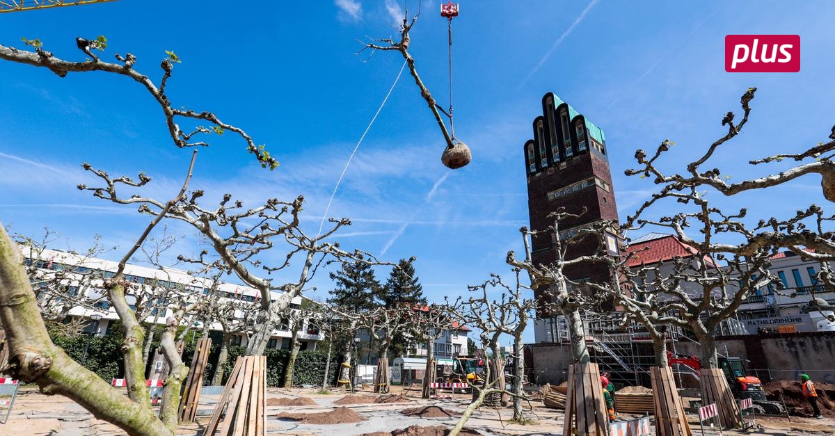 Baustelle Platanenhain Die Neuen B ume Schweben Ein baustelle-platanenhain-die-neuen-b-ume-schweben-ein