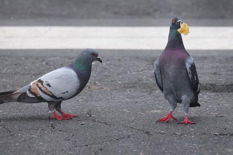 Tauben sind in Großstädten wie Darmstadt weiter ein Problem. Jetzt setzen Tierschützer und die Kommune auf spezielle Nistkästen. Foto: dpa