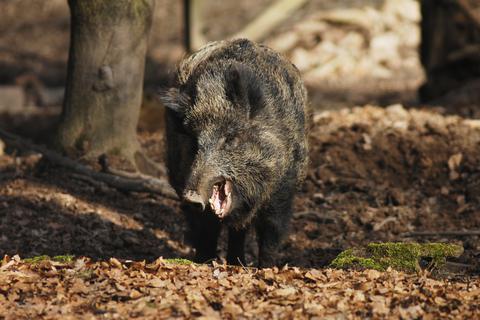 Wildschweine kommen in Südhessens Wäldern sehr zahlreich vor, auf Speisekarten hingegen selten.