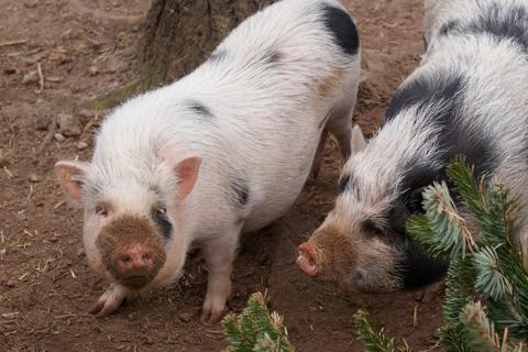 Im Darmstädter Tierheim leben fünf Minischweine, die doch weniger "mini" sind, als ihre Halter dachten. © Tierheim Darmstadt