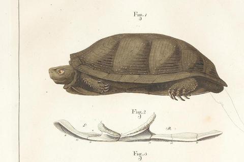 Anatomie einer Schildkröte: aus dem Werk des Darmstädter Zoologen Ludwig Heinrich Bojanus. Foto: Anatome testudinis Europaeae: indagavit, depinxit, commentatus est (Bd.1) — Vilnae, 1819