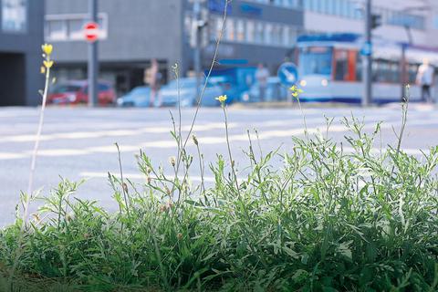Auf einer Verkehrsinsel der Rheinstraße wächst Rucola – dank tiefer Pfahlwurzeln. Foto: Christine Faget