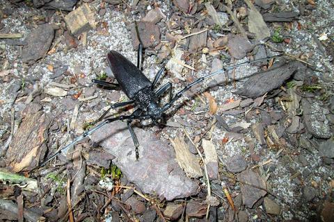 Der Heldbock gehört zu den größten einheimischen Käferarten. Foto: DLB