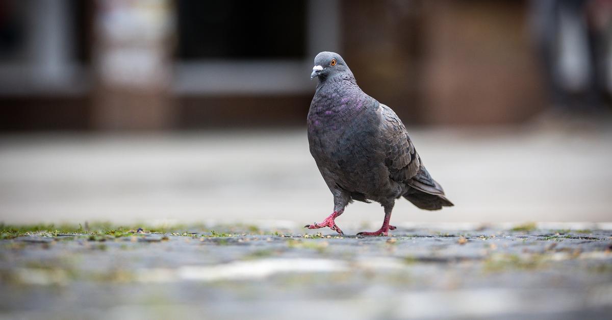 Was Darmstadts Stadttauben brauchen