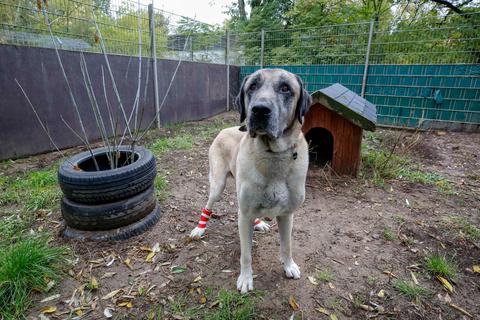 Efe ist ein Pflegefall: Seine Verbände müssen von den Tierheim-Mitarbeitern täglich gewechselt werden. Der zehn Jahre alte Rüde ist ein Kangal, ein Herdenschutzhund, der laut Hundeverordnung als gefährlich eingestuft ist.   Foto: Torsten Boor 