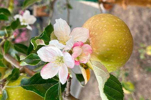 Apfel und Blüte an einem Ast.  Foto: Waldemar Metzler 