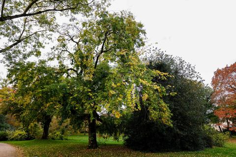 Exotenbäume in Darmstadt - allein im Prinz-Emil-Garten in Bessungen gibt es rund 650 Bäume, darunter viele Exoten wie hier der nordamerikanische Zürgelbaum. 