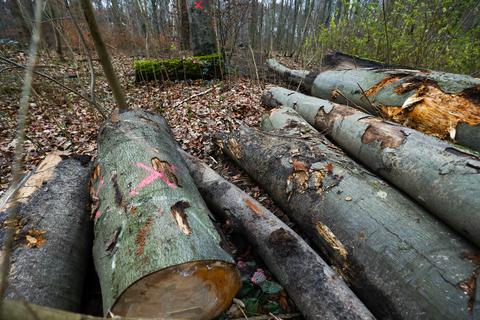 Die ersten Bäume am Waldkunstpfad wurden bereits gefällt. Die Angaben von Hessen Forst, wie viele es insgesamt werden, sind widersprüchlich. Foto: Guido Schiek