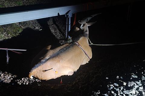 Die Antilope auf der Bahnstrecke zwischen Kranichstein und Darmstadt. Den Einsatzkräften war es zuvor gelungen, sie mit einem Seil anzubinden.   Foto: Animal Control