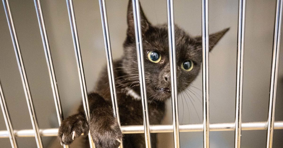 Dramatic cat influx at the Darmstadt animal shelter