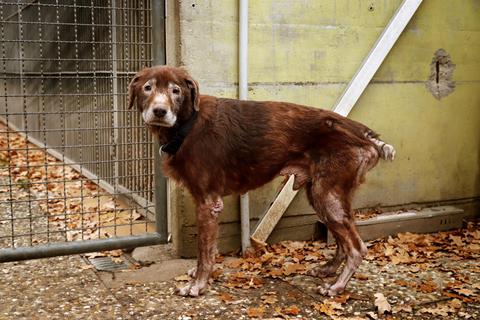 Rex muss wegen Milben in Quarantäne leben. Foto: Andreas Kelm 