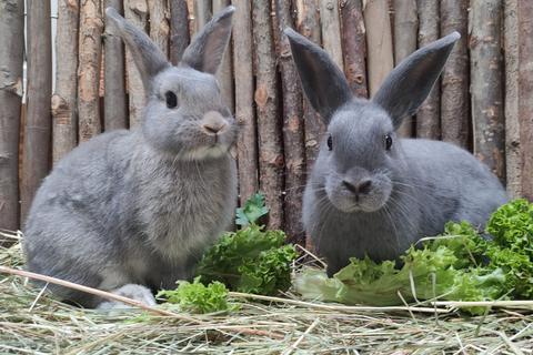 Die Kaninchen Kaisa und Alva.