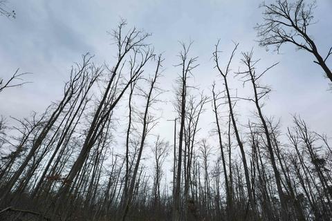 Der Darmstädter Westwald ist in einem desolaten Zustand. Zwei Drittel aller Bäume sind demnach deutlich geschädigt; darunter sind 15 Prozent mit starken Schäden und weitere 14 Prozent, die bereits abgestorben sind. Foto: Guido Schiek / VRM Bild
