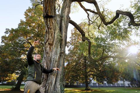 Im Herrengarten zeigt Michael Gomersky vom Umweltamt, welche Schäden die Bäume durch Hitze und Trockenheit nehmen. Foto: Andreas Kelm