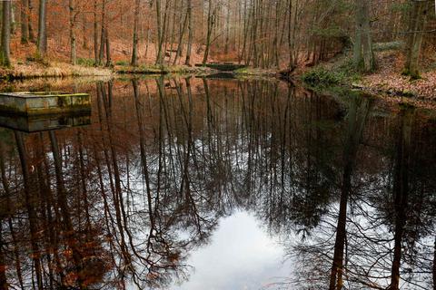 Spiegelglatt ist die Oberfläche des Ober-Jägermeister-Teichs an der Darmbach-Quelle.  Foto: Guido Schiek 