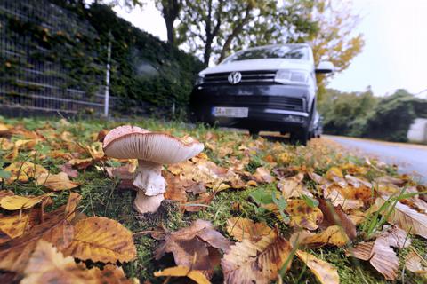 Ein Pilz sprießt auf einem Grünstreifen am Seitersweg. Essen sollte man Pilze vom Straßenrand alleine wegen der Verunreinigung nicht, sagt die Pilzsachverständige Irmtraut Lampert. Foto: Andreas Kelm