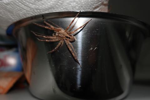Ein Exemplar einer Nosferatu-Spinne, gefunden in einer Küche in Arheilgen. Foto: Klaus Fleck