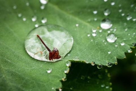Kleine Blüte gefangen im Wassertropfen