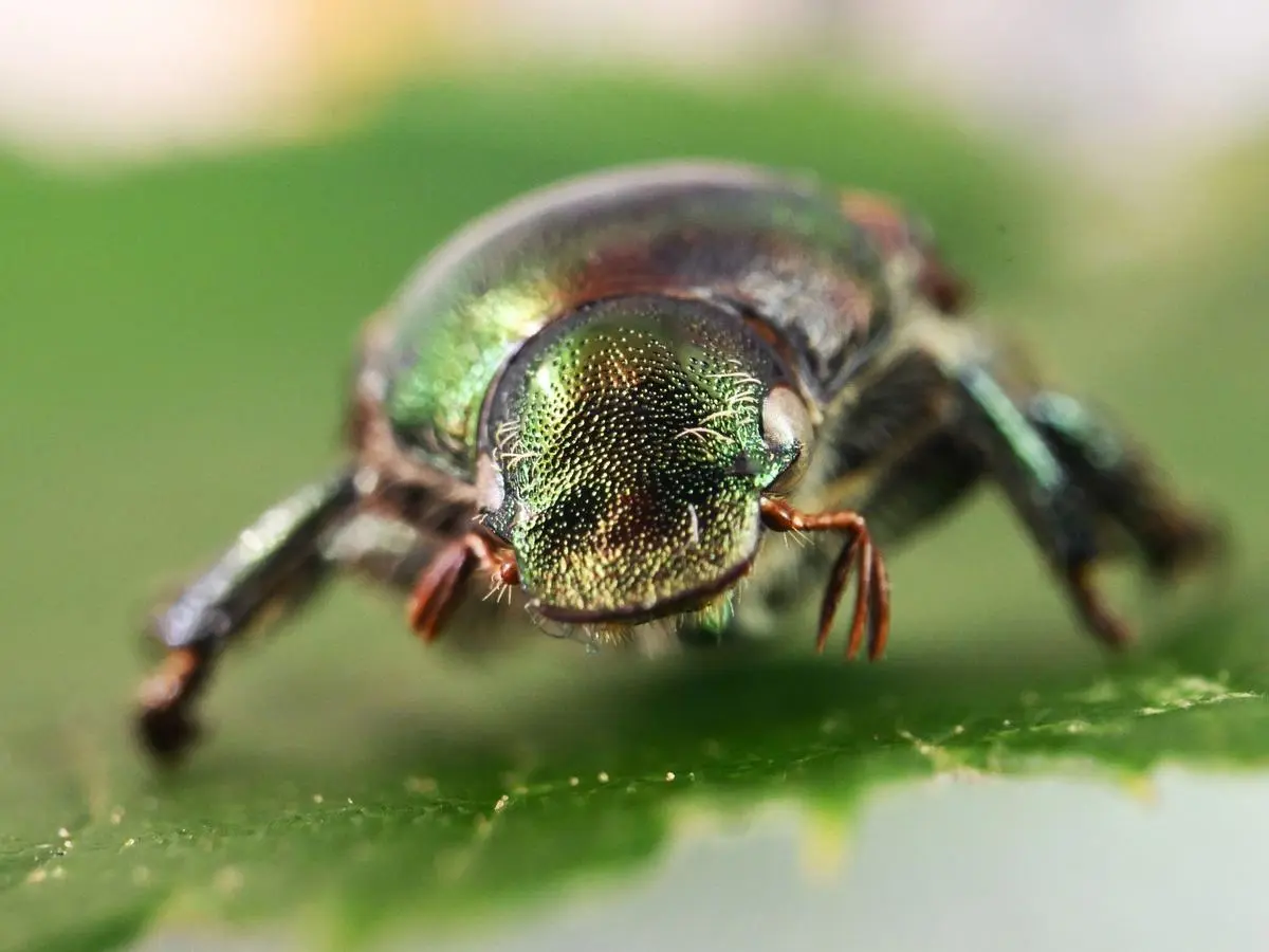 Rahyndee James ready to play
