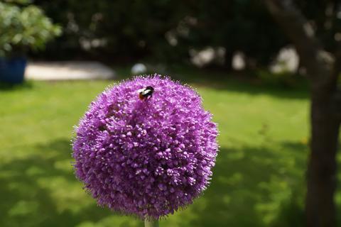 Gärten erfüllen bekanntermaßen eine wichtige Funktion, Blüten wie die Kugelblüte des Allium zum Beispiel dienen Insekten als Nahrungsquelle. Am Tag der offenen Gartentür können sich Interessierte Inspiration in teilnehmenden Gärten in der Stadt und im Landkreis Bad Kreuznach holen. 