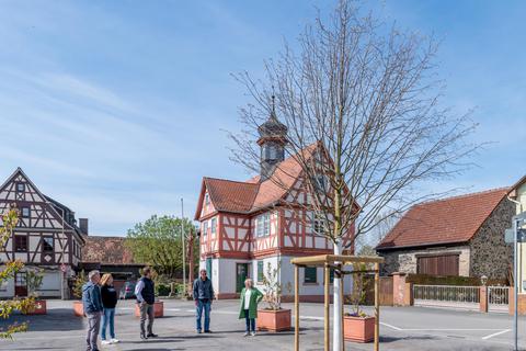 Zwischen Kirche und altem Rathaus in Fehlheim wurde eine neue Linde gepflanzt, nachdem der alte Baum aus Sicherheitsgründen im Mai 2021 gefällt werden musste. Foto: Thomas Neu
