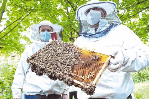Mitglieder des Bensheimer Bienenzüchtervereins präsentieren auf ihrem Vereinsgelände eine Brutwabe. Foto: Thomas Zelinger