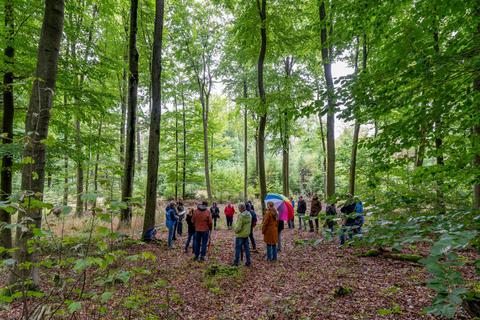Bei einem Ortstermin der Bürger für Bensheim im Felsbergwald informierten Naturschützer über die Forderung nach einer Umwandlung des Gebiets in einen Naturwald. Foto: Thomas Neu