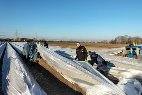 Bald gibt es wieder Spargel aus Bürstadt