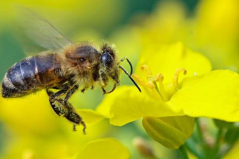 Bienen übernehmen eine wichtige Rolle im heimischen Ökosystem. Symbolfoto: Patrick Pleul/dpa