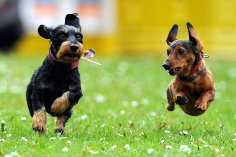 Hunde wünschen sich Auslauf und eine Familie, bei der sie leben können. Eine zeitweise Steuerbefreiung soll mehr Tierheimhunde in Familien bringen. Archivfoto: dpa